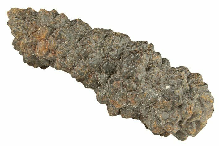 Goethite (Limonite) Pseudomorph after Pyrite/Marcasite - Egypt #257305